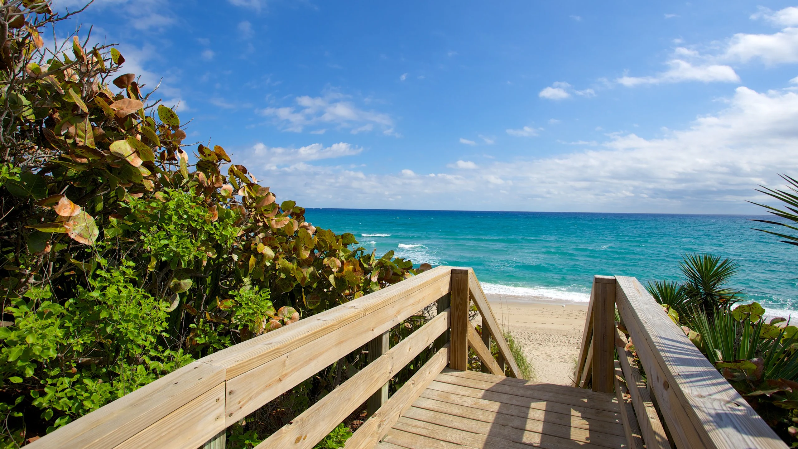 63031-Phipps-Ocean-Park